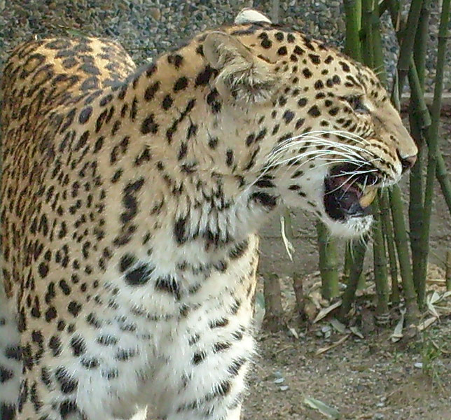 Indischer Leopard im Wuppertaler Zoo im März 2009