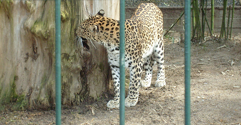 Indischer Leopard im Zoologischen Garten Wuppertal im März 2009