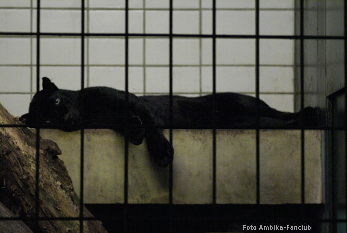 Schwarzer Panther im Zoo Wuppertal im Dezember 2011 (Foto Ambika-Fanclub)