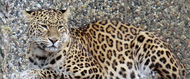 Indischer Leopard im Zoologischen Garten Wuppertal im Februar 2012