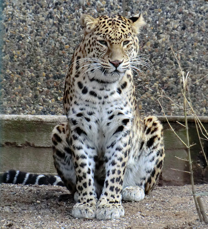 Indischer Leopard im Wuppertaler Zoo im Februar 2012
