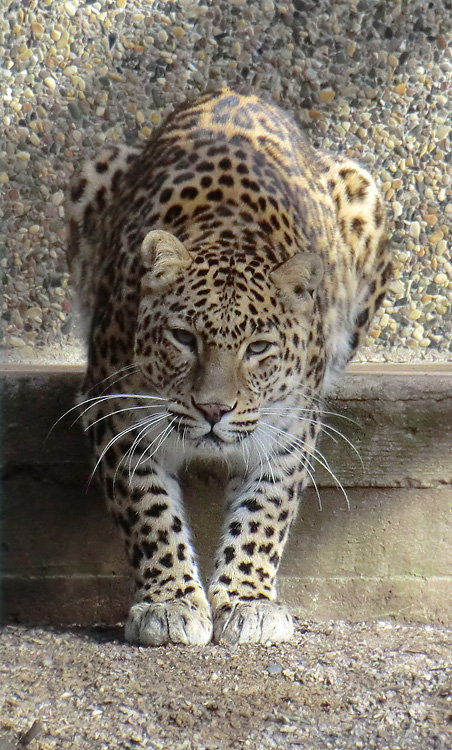 Indischer Leopard im Zoo Wuppertal im Februar 2012