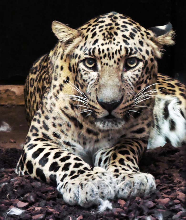 Indischer Leopard BHAGYA am 14. August 2017 im Großkatzenhaus im Grünen Zoo Wuppertal