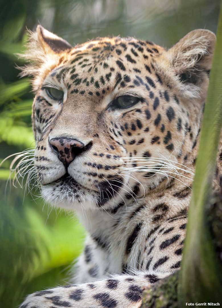Indische Leopardin BHRIKUTI am 9. Juni 2018 im Außengehege im Wuppertaler Zoo (Foto Gerrit Nitsch)