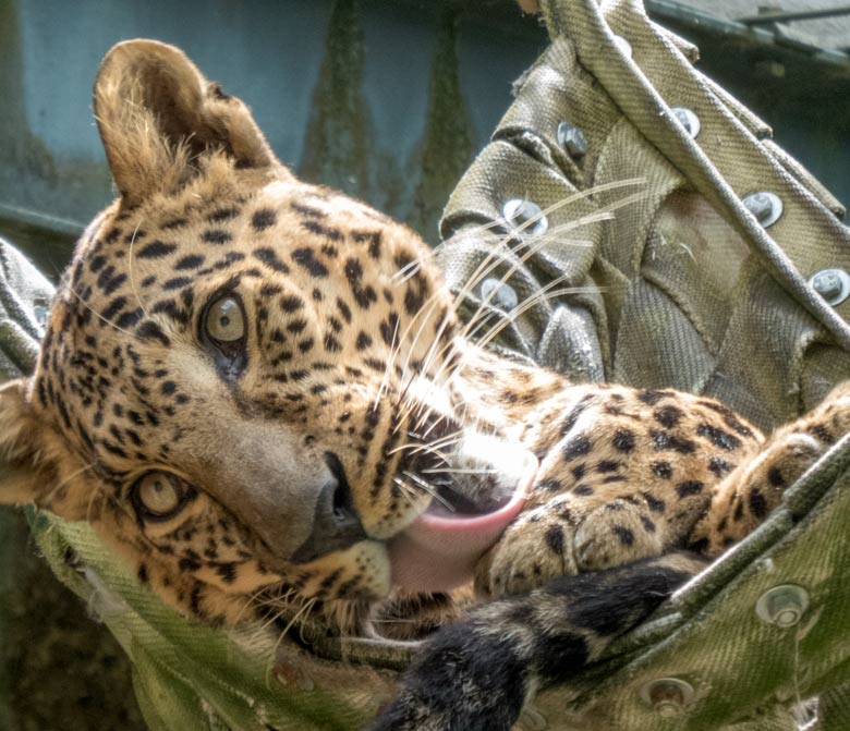 Indischer Leopard BHAGYA am 24. Juni 2018 im Wuppertaler Zoo
