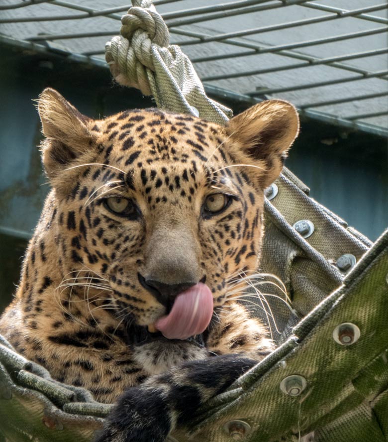 Indischer Leopard BHAGYA am 24. Juni 2018 im Grünen Zoo Wuppertal