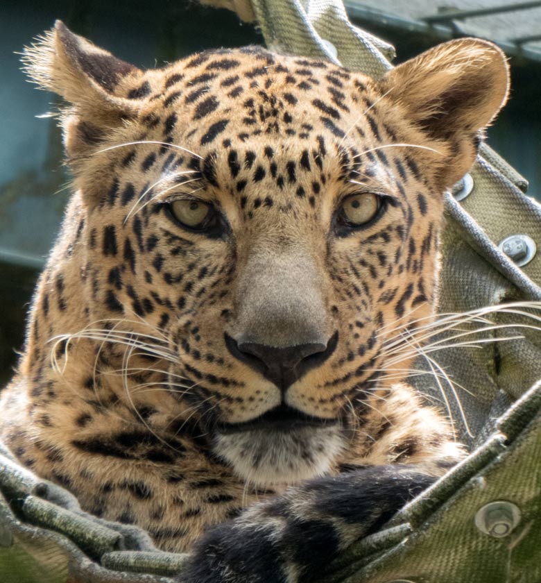 Indischer Leopard BHAGYA am 24. Juni 2018 im Zoologischen Garten der Stadt Wuppertal