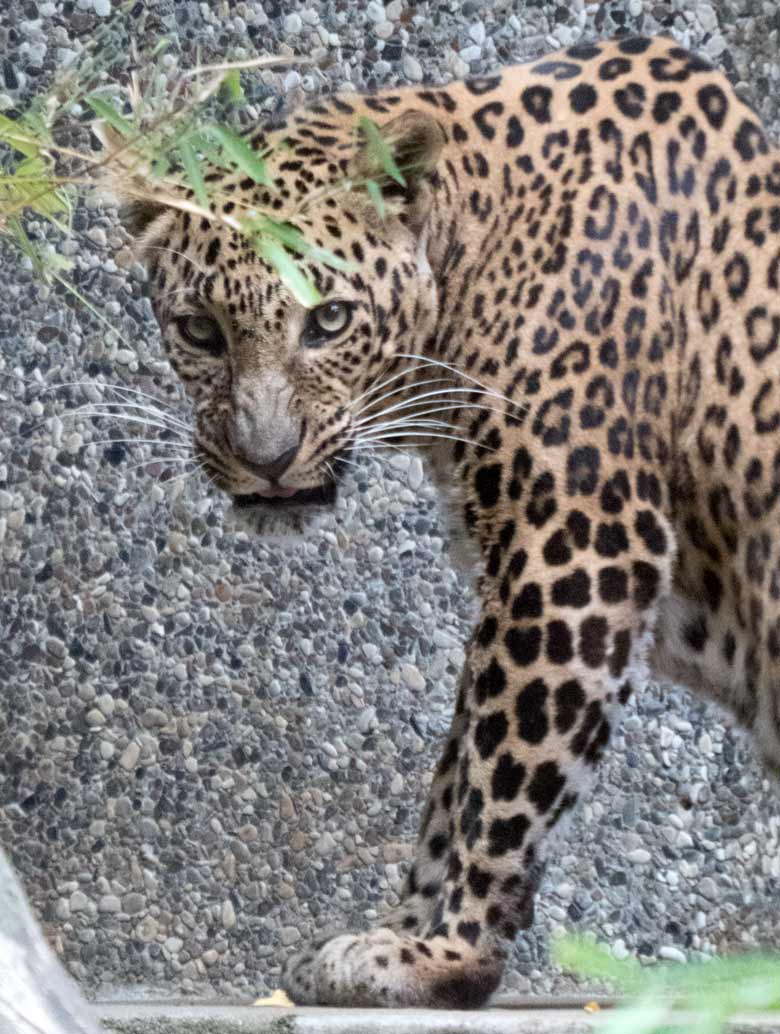 Indischer Leopard BHAGYA am 25. Juli 2018 auf der Außenanlage am Großkatzenhaus im Grünen Zoo Wuppertal
