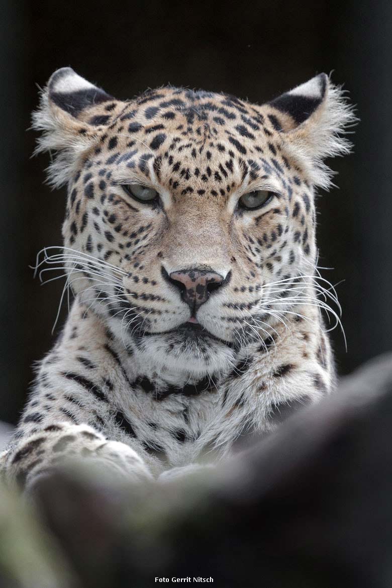 Indische Leopardin BHRIKUTI am 29. Juli 2018 auf der Außenanlage im Zoologischen Garten Wuppertal (Foto Gerrit Nitsch)