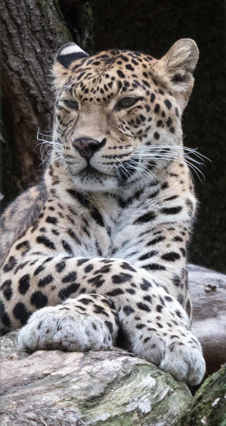 Indisches Leoparden-Weibchen BHRIKUTI am 11. November 2018 im Außengehege im Wuppertaler Zoo