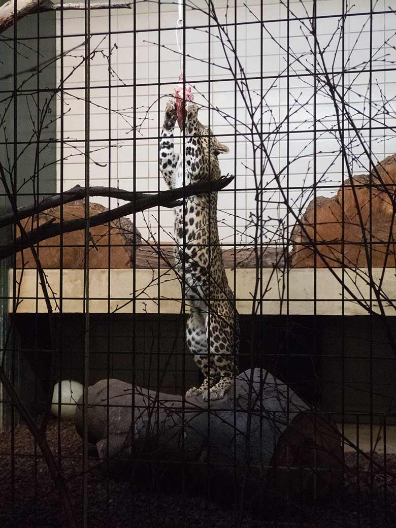Indischer Leopard BHAGYA am 17. November 2018 im Großkatzen-Haus im Grünen Zoo Wuppertal