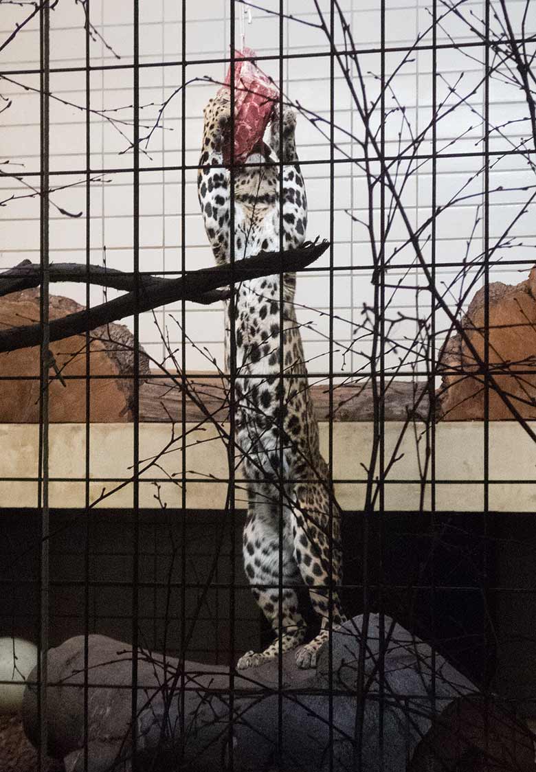 Indischer Leoparden-Kater BHAGYA am 17. November 2018 im Großkatzen-Haus im Wuppertaler Zoo
