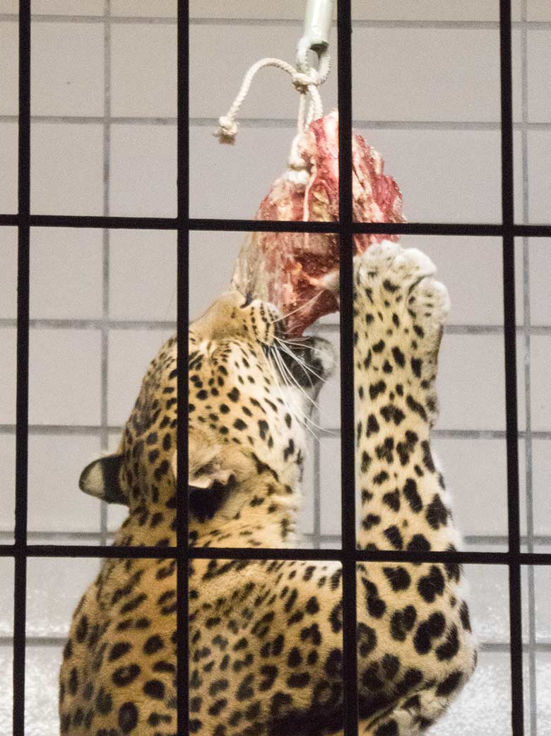 Indische Leopardin BHRIKUTI am 17. November 2018 im Großkatzen-Haus im Zoo Wuppertal