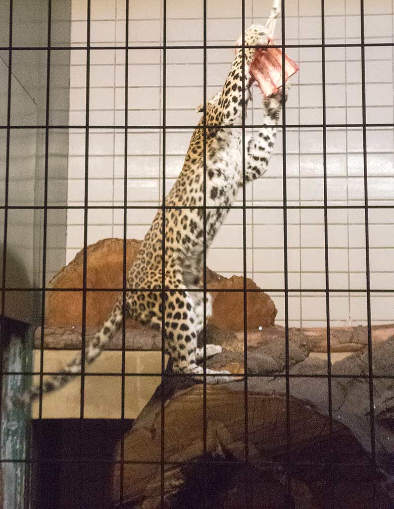 Indische Leoparden-Katze BHRIKUTI am 17. November 2018 im Großkatzen-Haus im Zoologischen Garten der Stadt Wuppertal