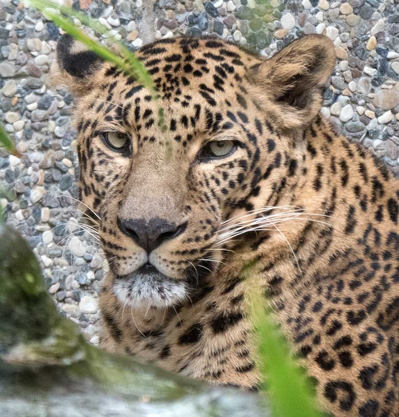 Indischer Leopard BHAGYA am 27. April 2019 auf der Außenanlage am Großkatzen-Haus im Grünen Zoo Wuppertal