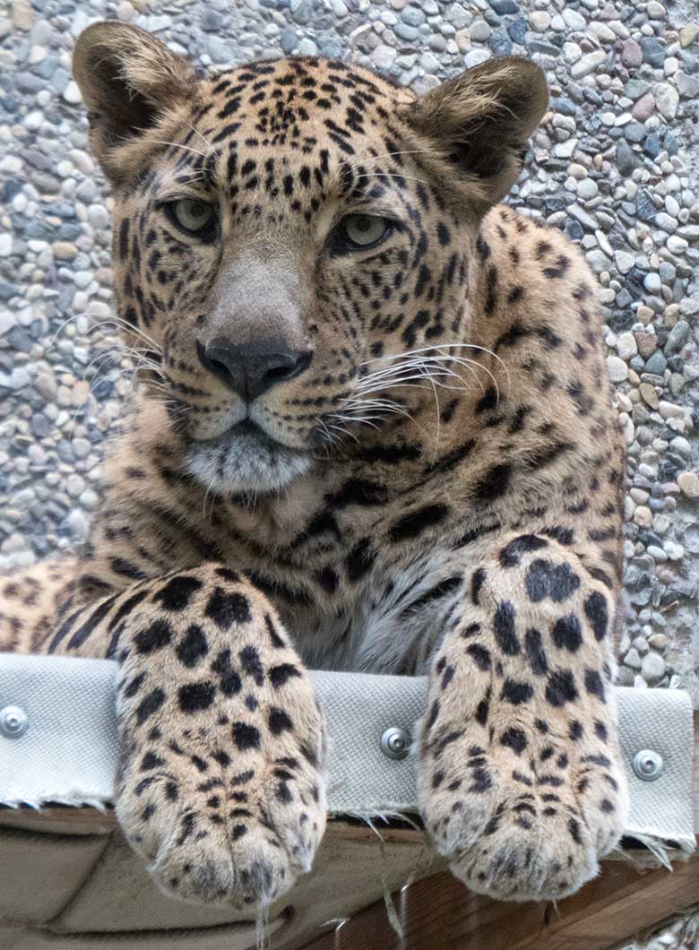 Indischer Leoparden-Kater BHAGYA am 3. Juni 2019 auf der Außenanlage am Großkatzen-Haus im Grünen Zoo Wuppertal
