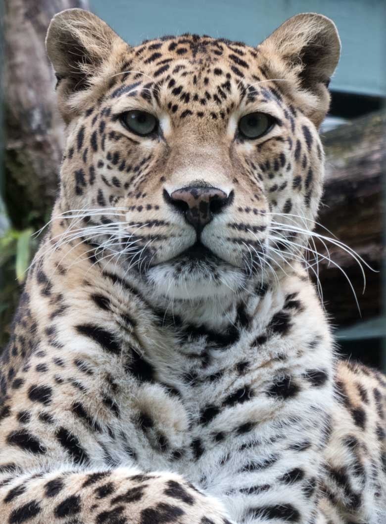 Indische Leoparden-Katze BHRIKUTI am 3. Juni 2019 auf der Außenanlage am Großkatzen-Haus im Grünen Zoo Wuppertal