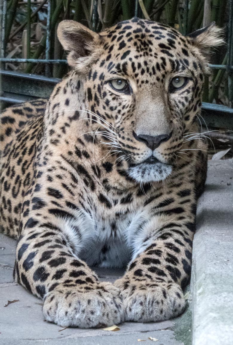 Indischer Leopard BHAGYA am 22. September 2019 auf der Außenanlage am Großkatzenhaus im Grünen Zoo Wuppertal