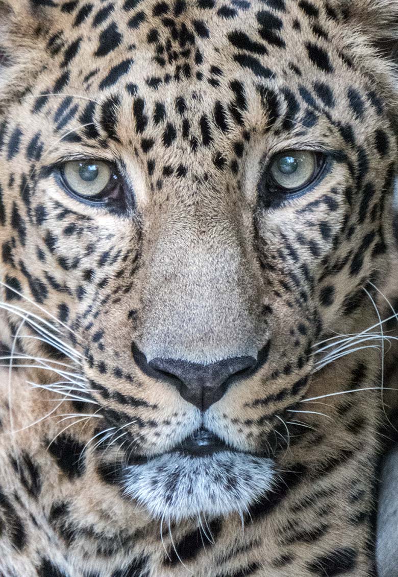 Indischer Leopard BHAGYA am 22. September 2019 auf der Außenanlage am Großkatzenhaus im Wuppertaler Zoo
