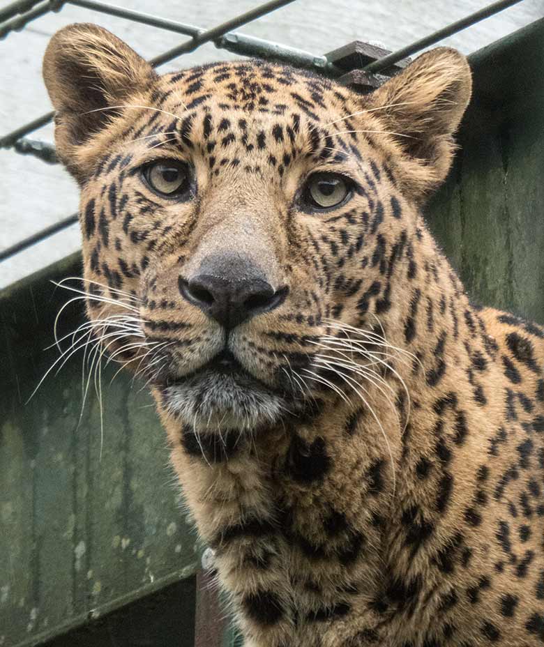 Indischer Leopard Männchen BHAGYA am 2. Februar 2020 im Außengehege am Großkatzen-Haus im Grünen Zoo Wuppertal