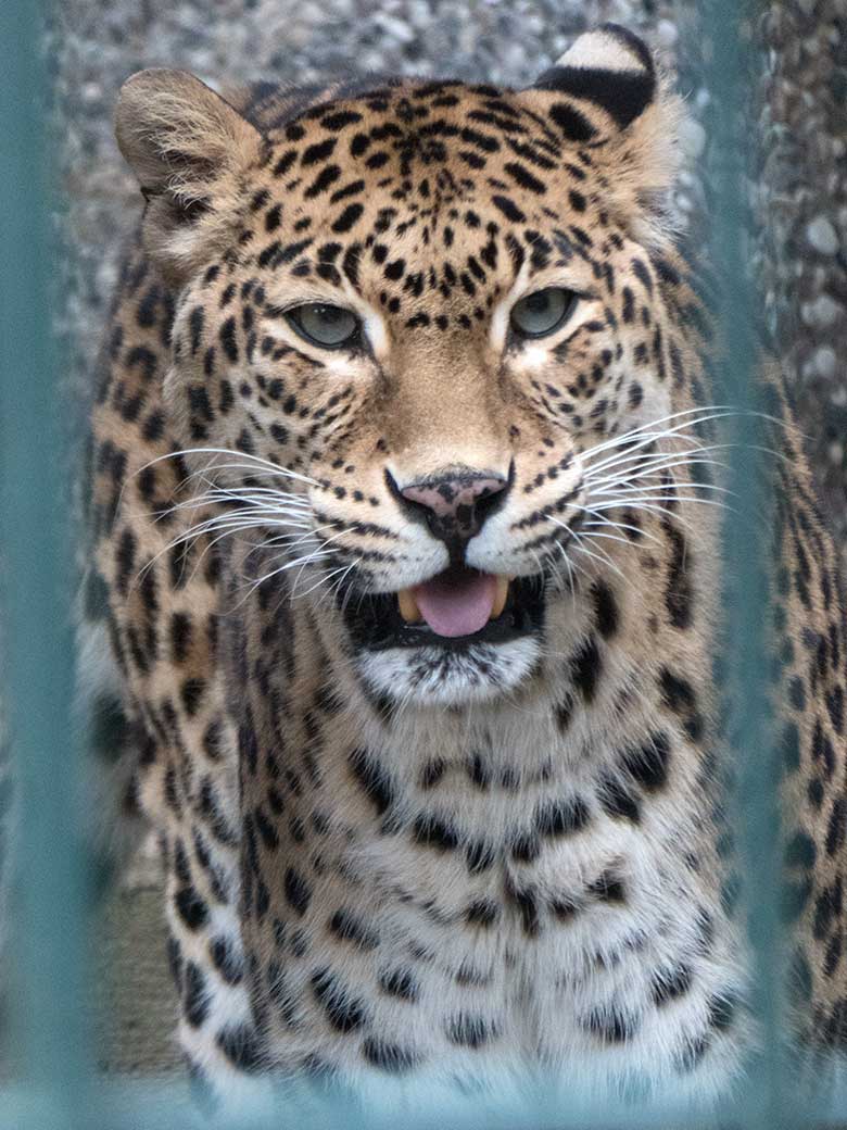 Indisches Leoparden-Weibchen BHRIKUTI am 13. März 2020 auf der Außenanlage am Großkatzen-Haus im Grünen Zoo Wuppertal