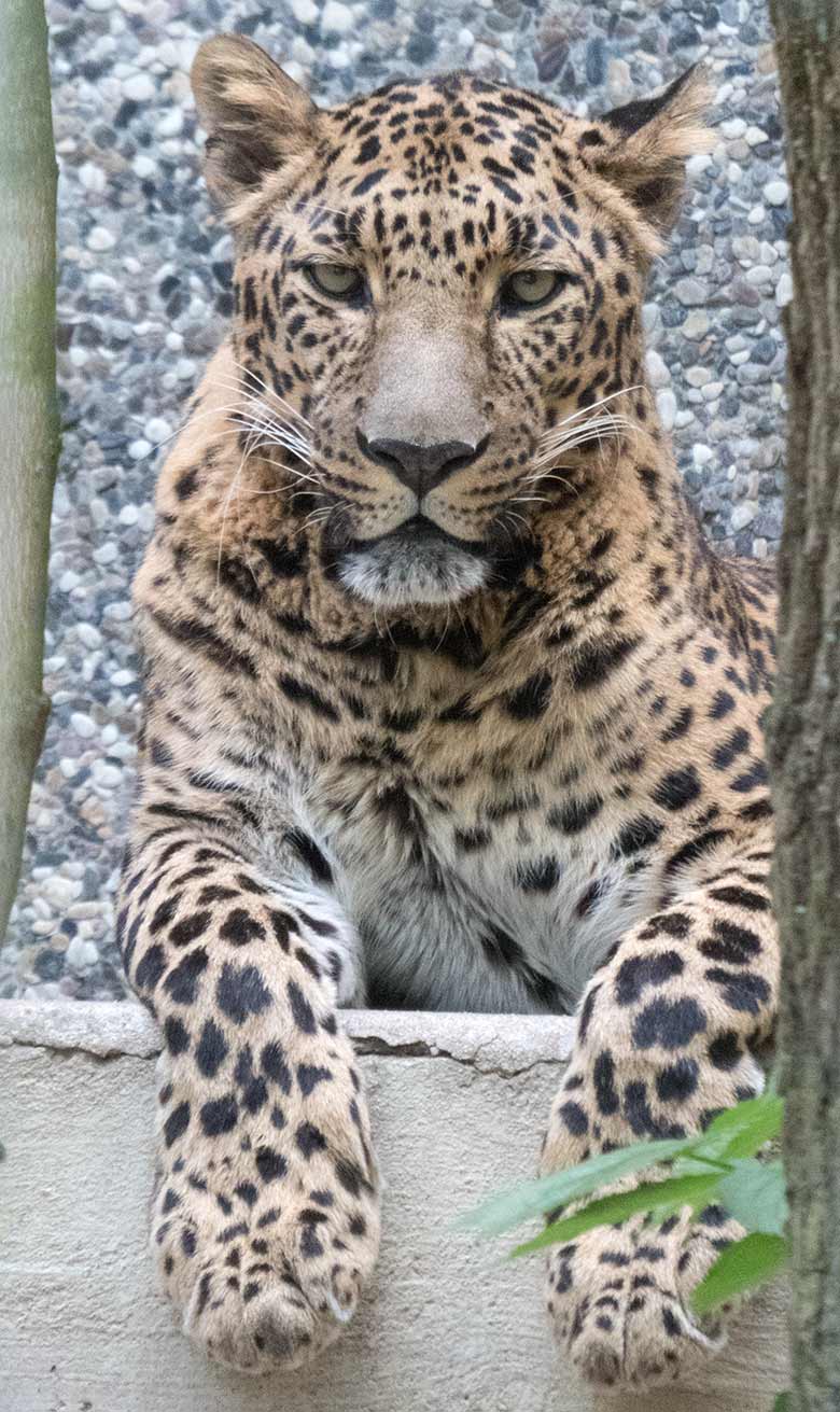 Männlicher Indischer Leopard BHAGYA am 18. Mai 2020 auf der Außenanlage am Großkatzen-Haus im Grünen Zoo Wuppertal