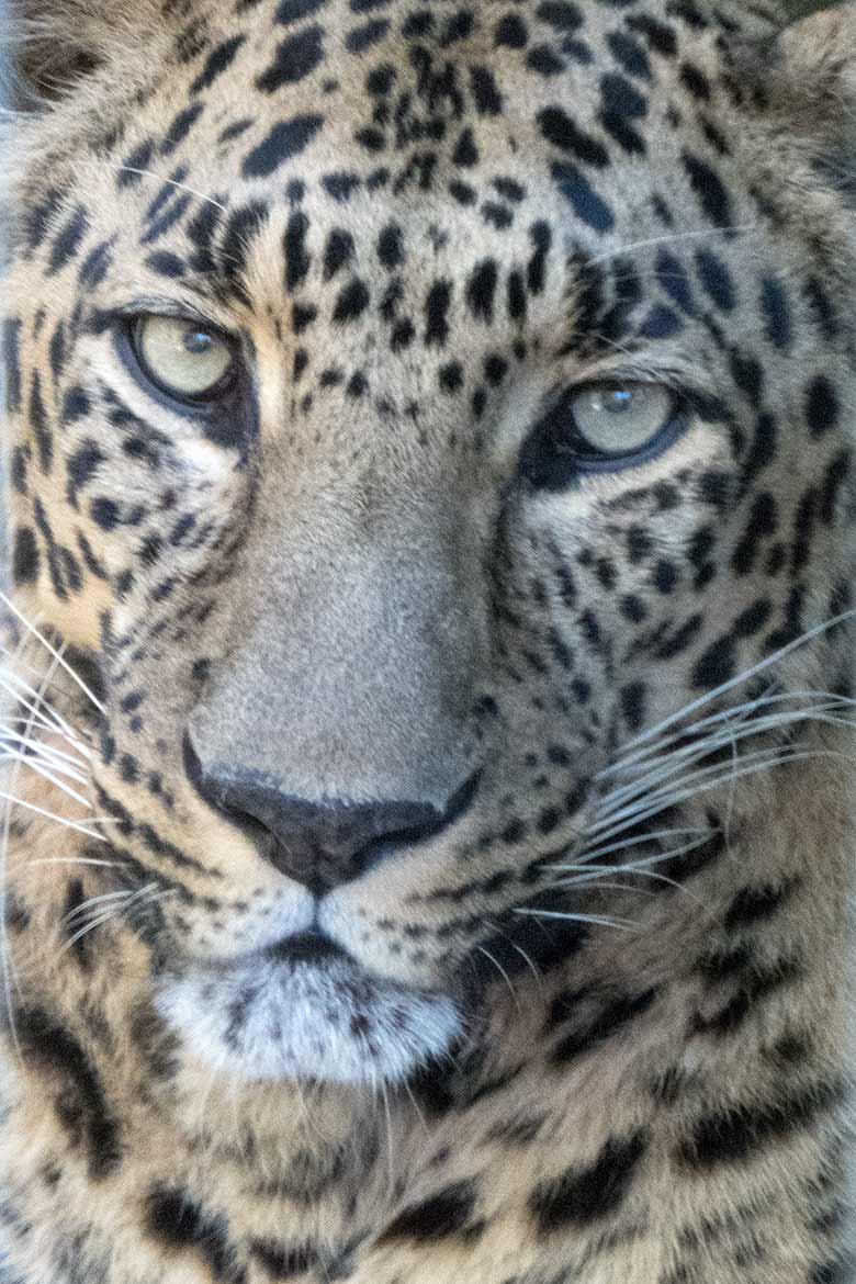 Männlicher Indischer Leopard BHAGYA am 28. Mai 2020 auf der Außenanlage am Großkatzen-Haus im Wuppertaler Zoo