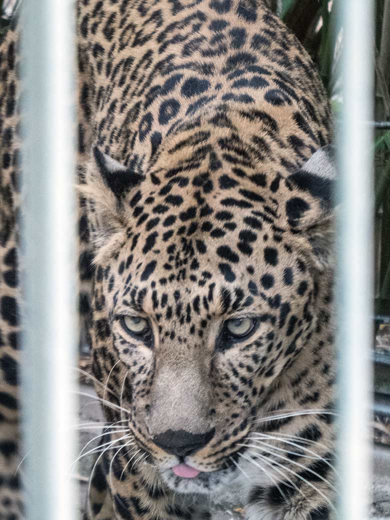 Indischer Leopard Kater BHAGYA am 3. Juni 2020 auf der Außenanlage am Großkatzen-Haus im Wuppertaler Zoo