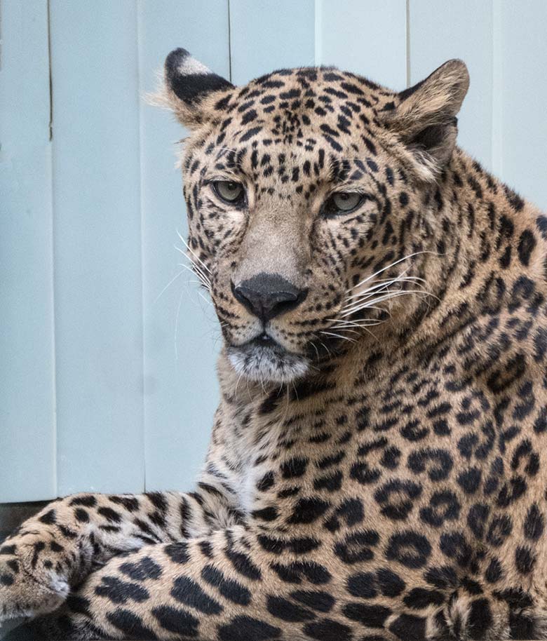 Indischer Leopard Männchen BHAGYA am 3. Juni 2020 auf der Außenanlage am Großkatzen-Haus im Grünen Zoo Wuppertal