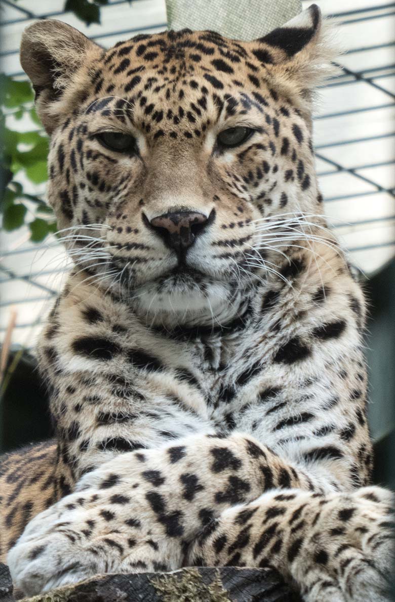 Indischer Leopard Katze BHRIKUTI am 3. Juni 2020 auf der Außenanlage am Großkatzen-Haus im Zoo Wuppertal