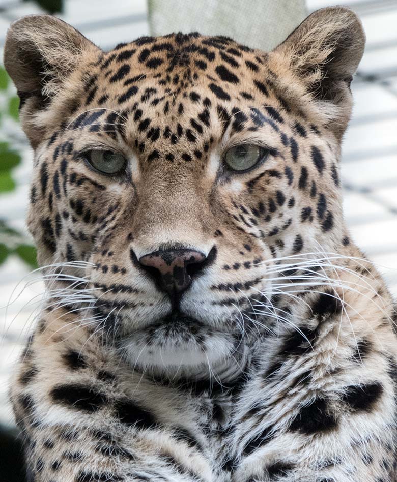 Indischer Leopard Weibchen BHRIKUTI am 3. Juni 2020 auf der Außenanlage am Großkatzen-Haus im Zoologischen Garten Wuppertal