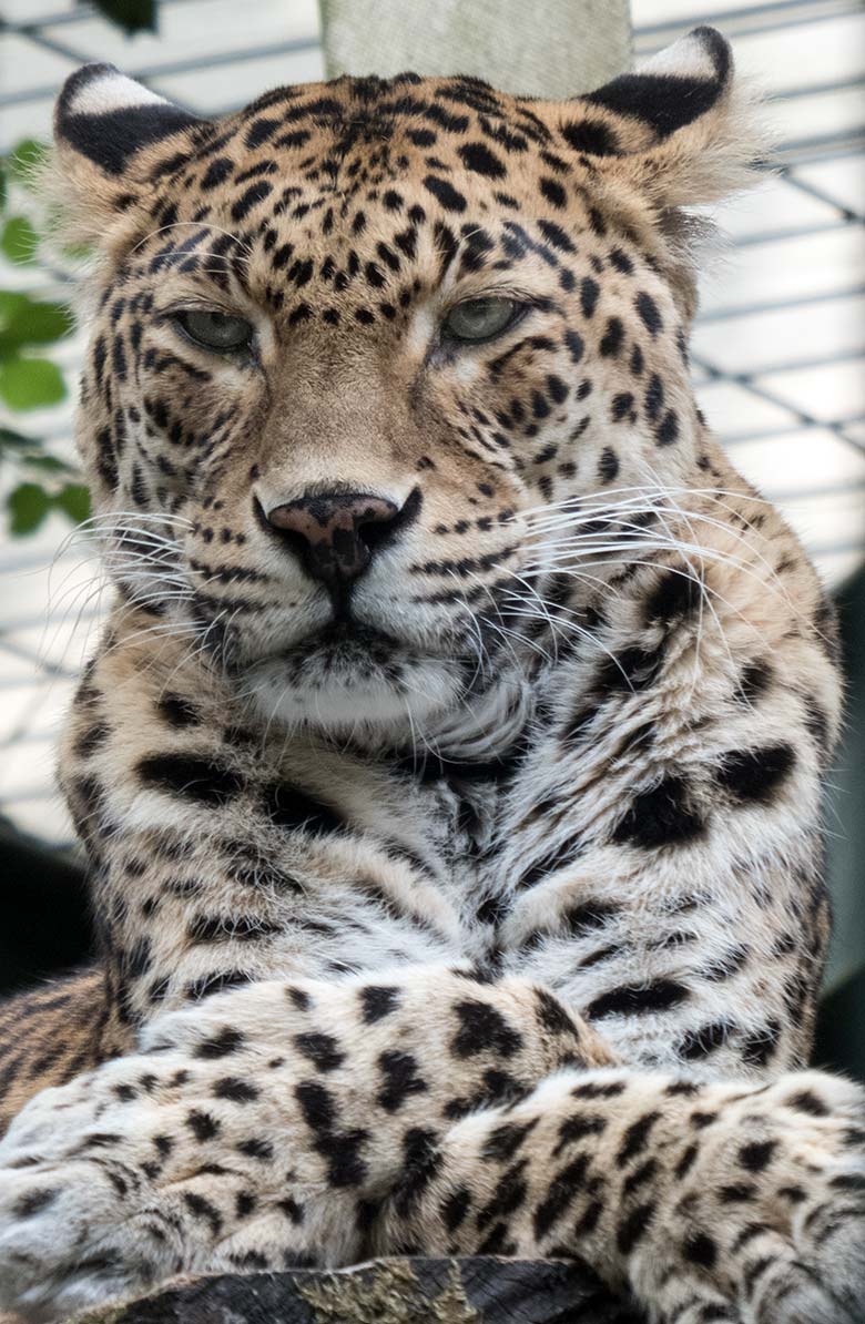 Indische Leopardin BHRIKUTI am 3. Juni 2020 auf der Außenanlage am Großkatzen-Haus im Wuppertaler Zoo