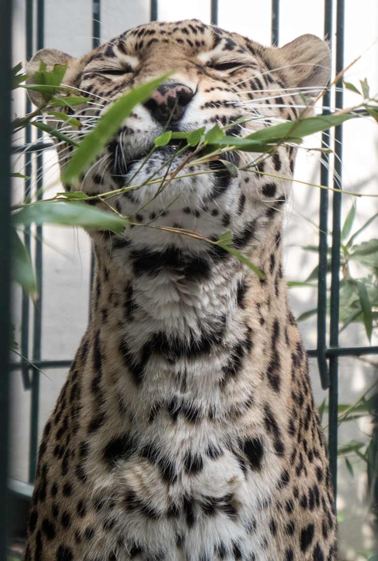 Indische Leoparden-Katze BHRIKUTI am 3. Juni 2020 auf der Außenanlage am Großkatzen-Haus im Grünen Zoo Wuppertal