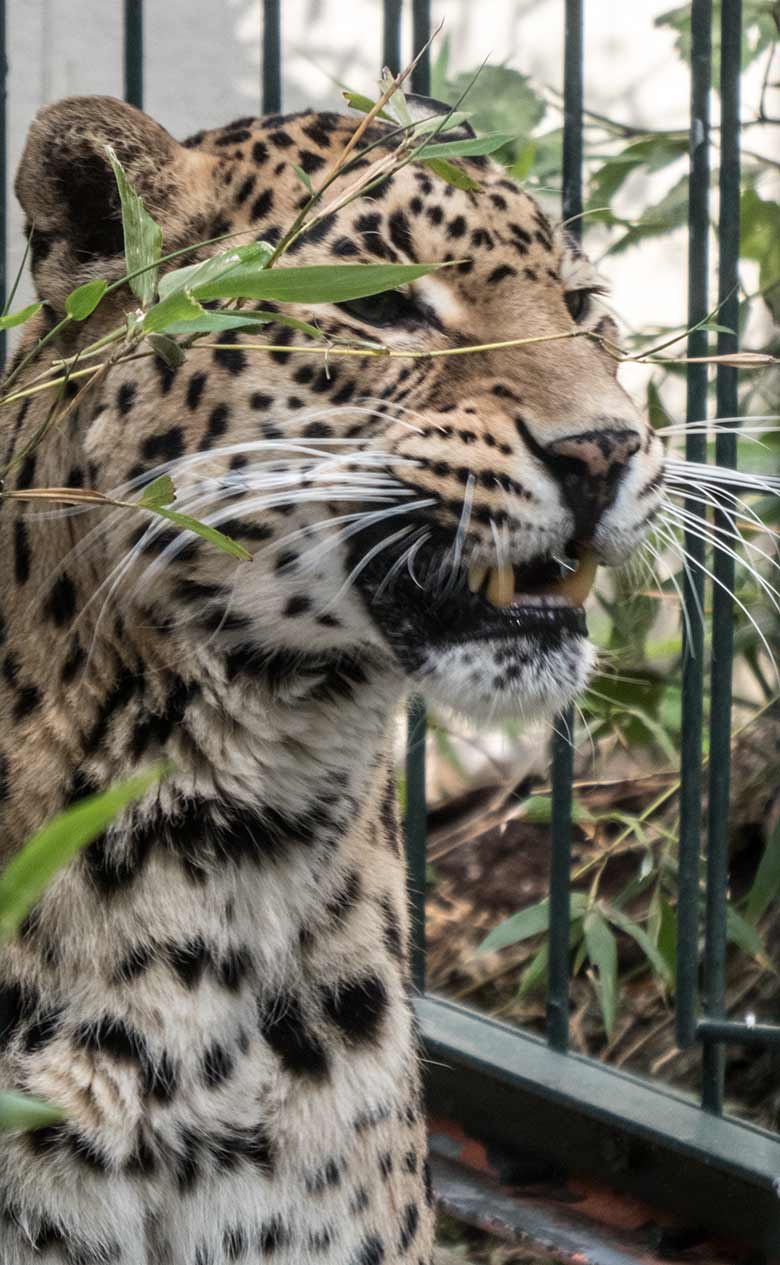 Indisches Leoparden-Weibchen BHRIKUTI am 3. Juni 2020 auf der Außenanlage am Großkatzen-Haus im Zoologischen Garten Wuppertal