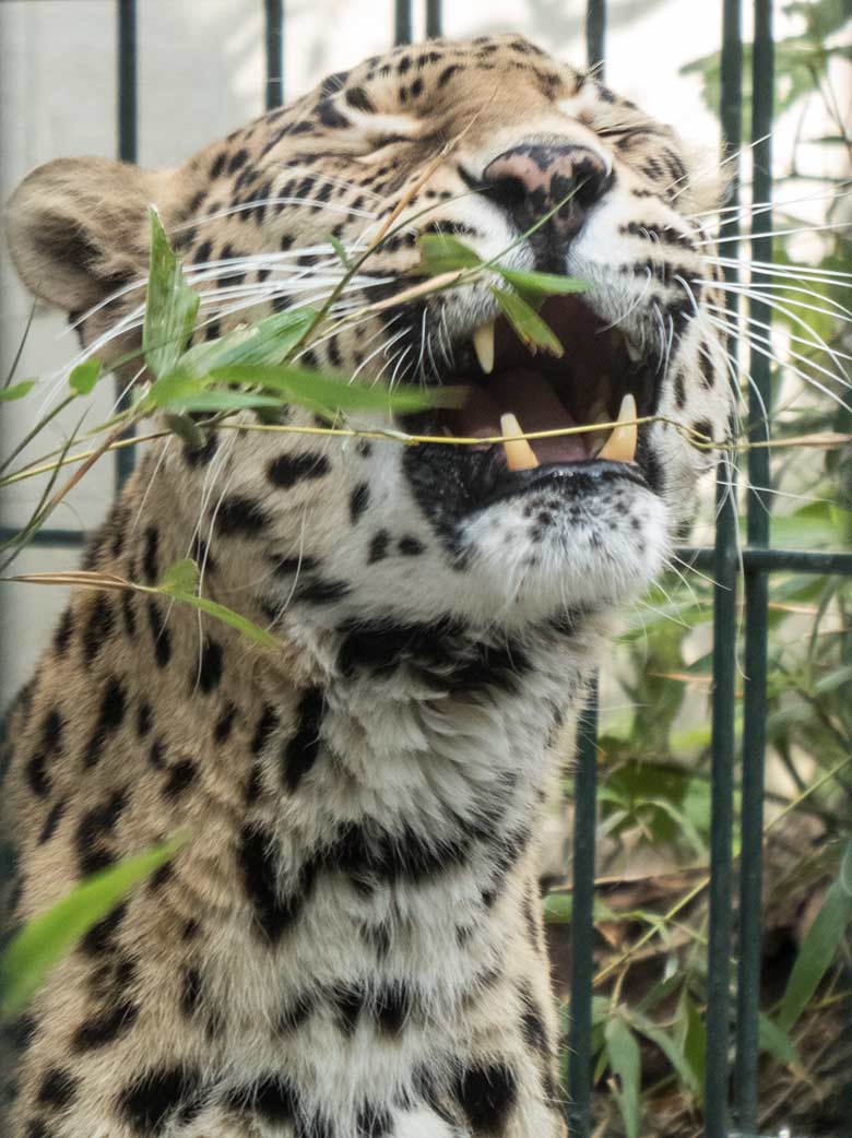 Indische Leopardin BHRIKUTI am 3. Juni 2020 auf der Außenanlage am Großkatzen-Haus im Zoo Wuppertal