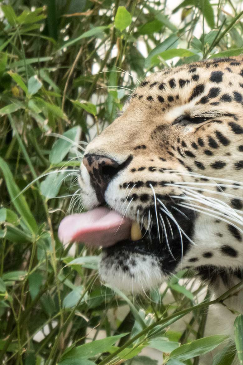 Weiblicher Indischer Leopard BHRIKUTI am 3. Juni 2020 auf der Außenanlage am Großkatzen-Haus im Wuppertaler Zoo