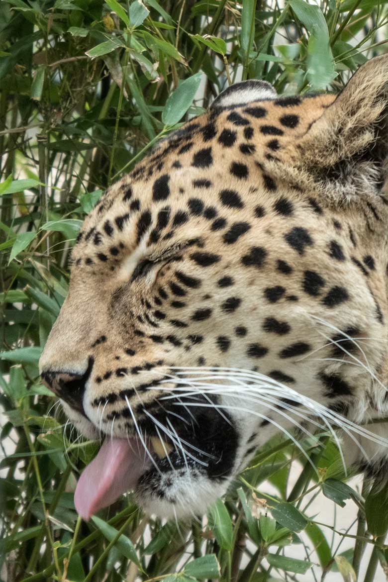 Indische Leoparden-Katze BHRIKUTI am 3. Juni 2020 an der Außenanlage am Großkatzen-Haus im Grünen Zoo Wuppertal