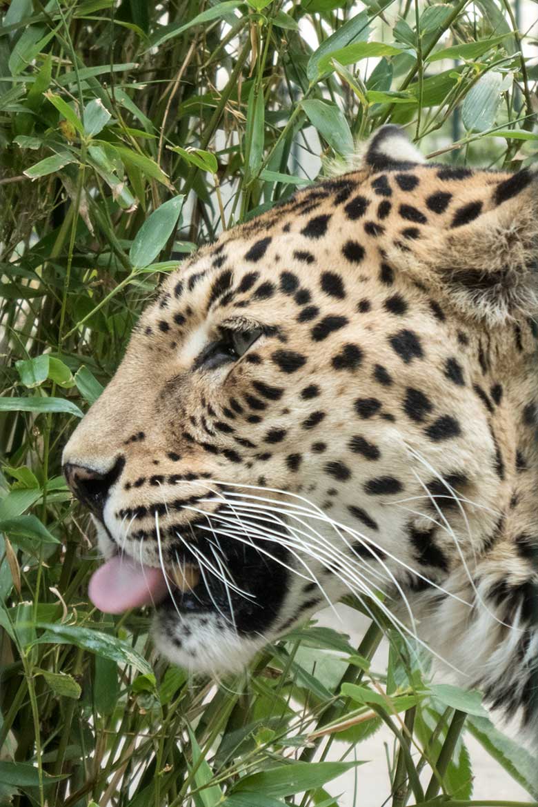 Indisches Leoparden-Weibchen BHRIKUTI am 3. Juni 2020 auf der Außenanlage am Großkatzen-Haus im Zoologischen Garten der Stadt Wuppertal