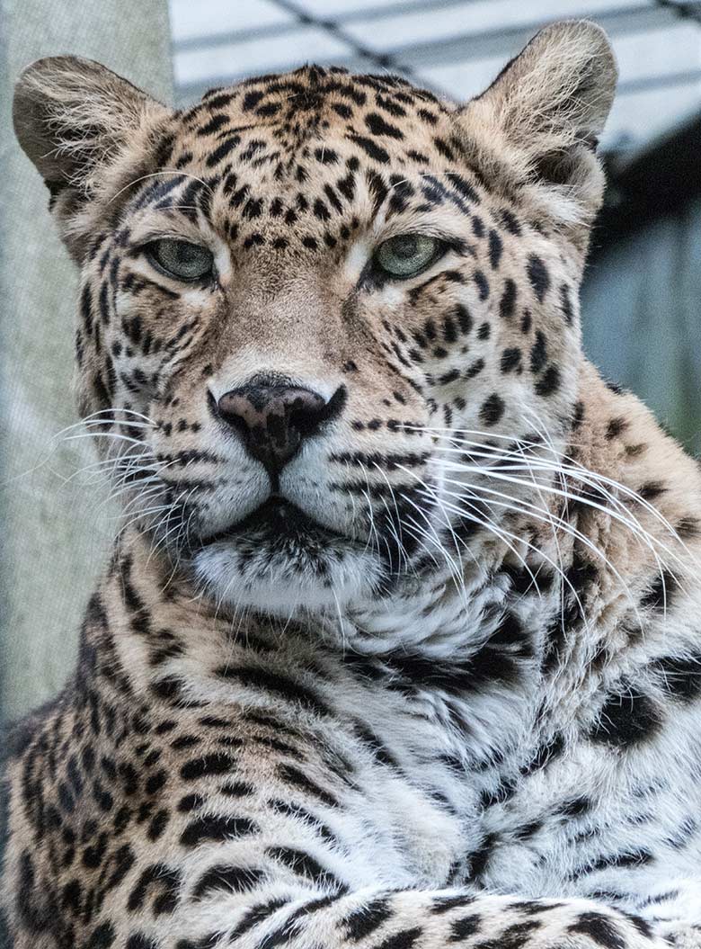Indische Leopardin BHRIKUTI am 27. Juni 2020 auf der Außenanlage am Großkatzen-Haus im Grünen Zoo Wuppertal