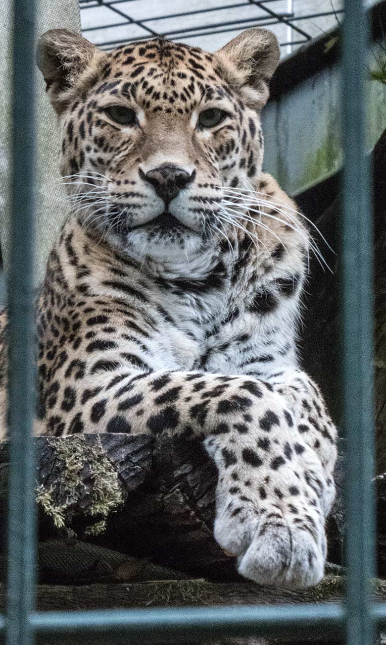 Indisches Leoparden-Weibchen BHRIKUTI am 27. Juni 2020 auf der Außenanlage am Großkatzen-Haus im Wuppertaler Zoo
