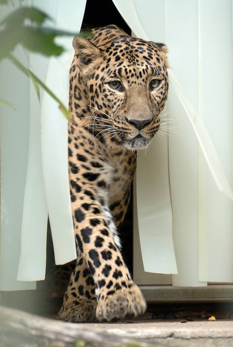 Indischer Leopard BHAGYA am 27. Juli 2020 im Außengehege am Großkatzen-Haus im Grünen Zoo Wuppertal