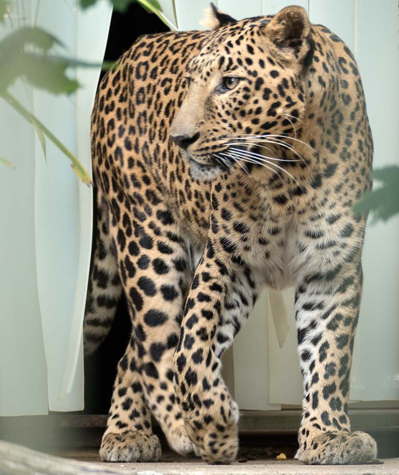 Indischer Leopard BHAGYA am 27. Juli 2020 im Außengehege am Großkatzen-Haus im Zoologischen Garten Wuppertal