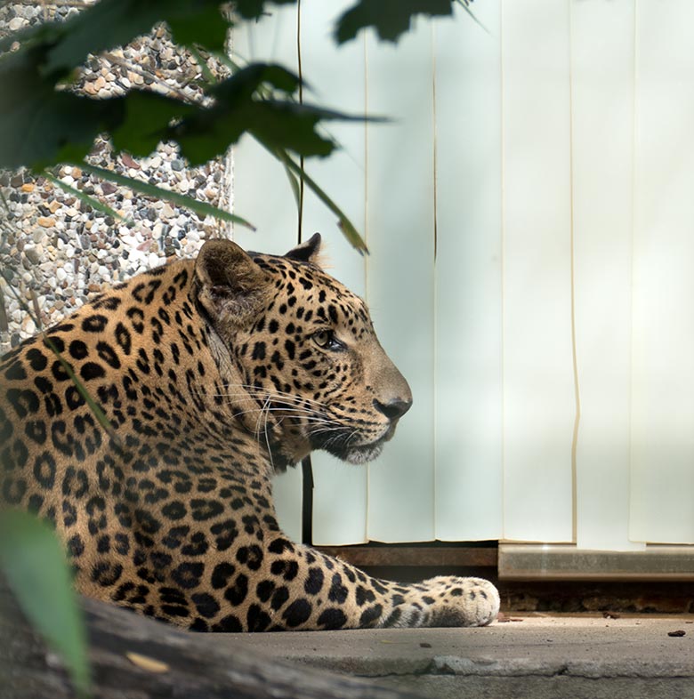 Indischer Leopard BHAGYA am 27. Juli 2020 im Außengehege am Großkatzen-Haus im Zoo Wuppertal