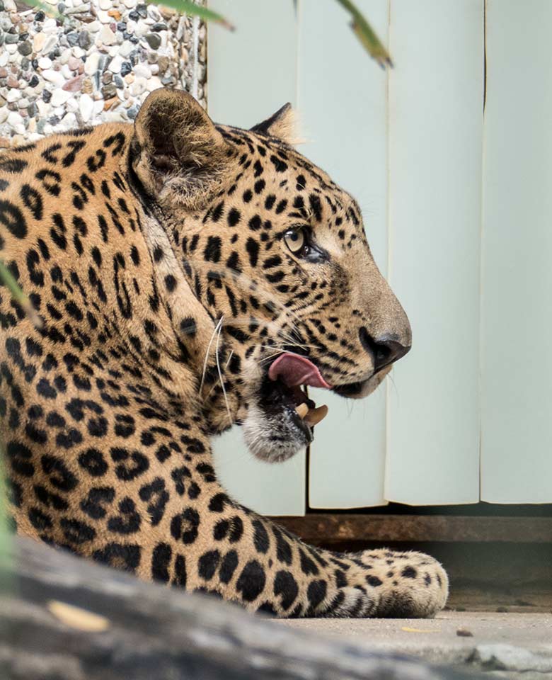 Indischer Leopard BHAGYA am 27. Juli 2020 im Außengehege am Großkatzen-Haus im Wuppertaler Zoo