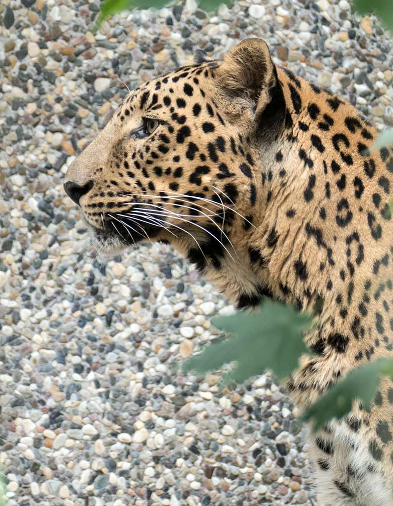 Indischer Leopard BHAGYA am 27. Juli 2020 im Außengehege am Großkatzen-Haus im Grünen Zoo Wuppertal
