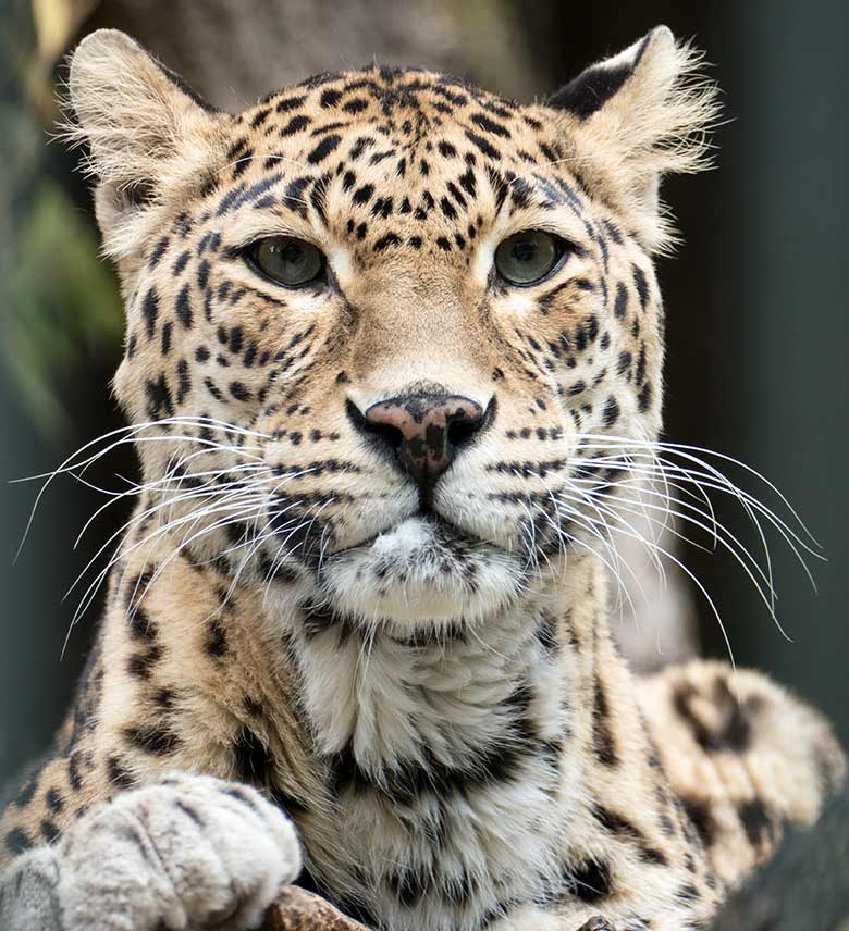 Indische Leopardin BHRIKUTI am 27. Juli 2020 im Außengehege am Großkatzen-Haus im Grünen Zoo Wuppertal