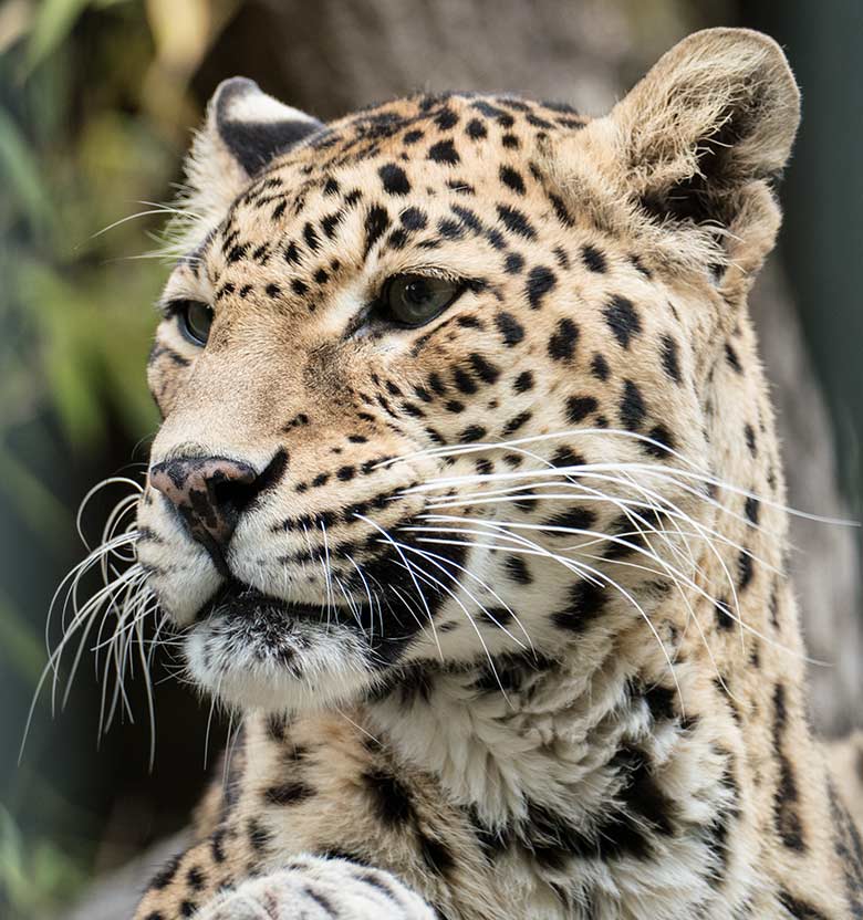 Indische Leopardin BHRIKUTI am 27. Juli 2020 im Außengehege am Großkatzen-Haus im Zoologischen Garten Wuppertal