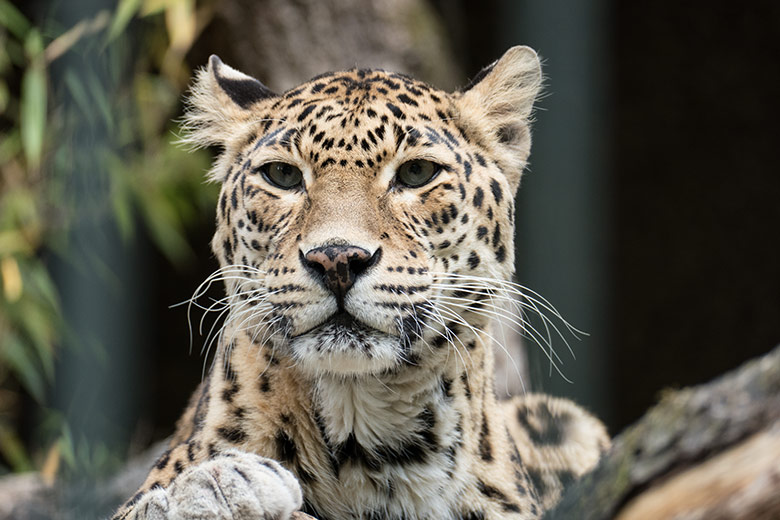Indische Leopardin BHRIKUTI am 27. Juli 2020 im Außengehege am Großkatzen-Haus im Wuppertaler Zoo