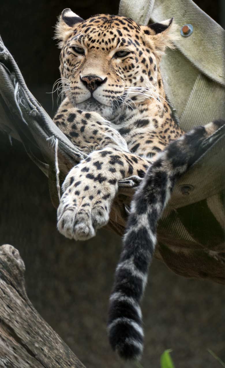 Indische Leopardin BHRIKUTI am 28. Juli 2020 im Außengehege am Großkatzen-Haus im Grünen Zoo Wuppertal