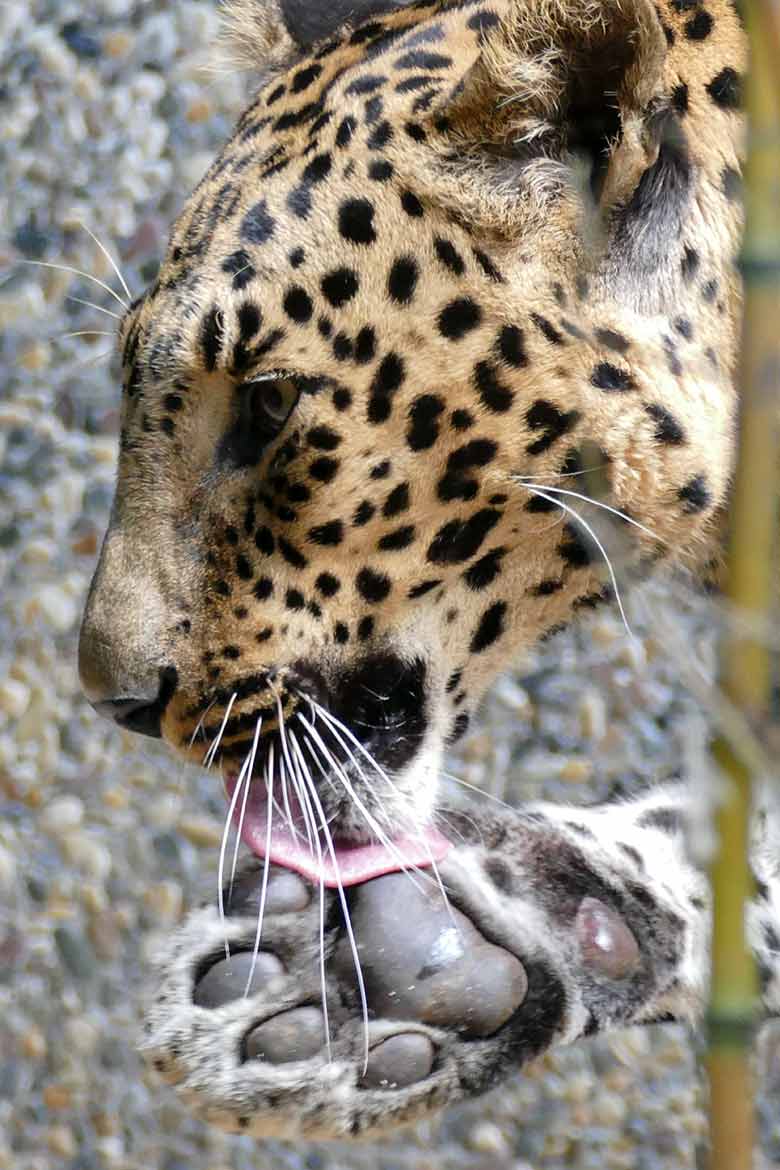 Männlicher Indischer Leopard BHAGYA am 19. August 2020 auf der Außenanlage am Großkatzen-Haus im Grünen Zoo Wuppertal